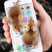 大鼠在屏幕上软件