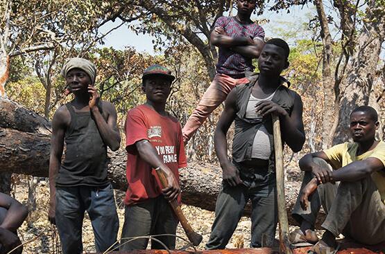 中国商人在刚果大肆砍伐血檀