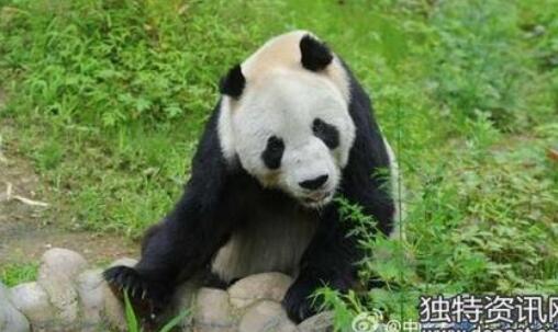 上海野生动物园养死5只熊猫是谣传