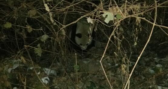 四川发现两只野生大熊猫
