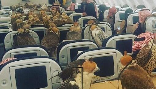 沙特王子带着鹰坐飞机