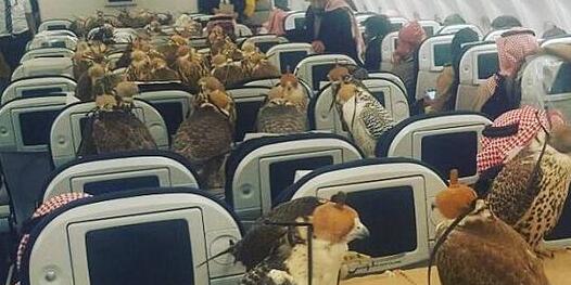  沙特王子带着鹰坐飞机