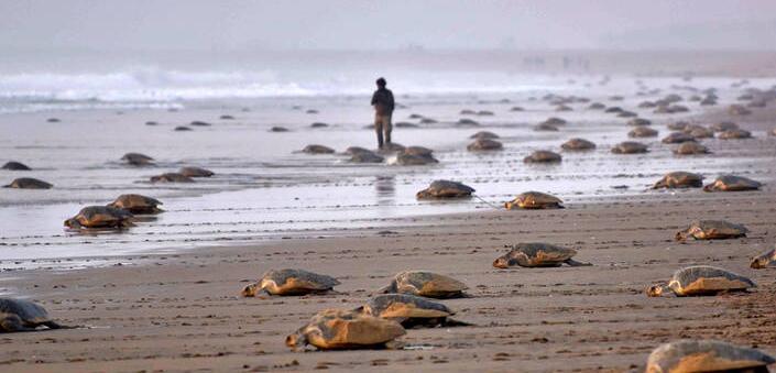  海龟聚集印度海滩产卵