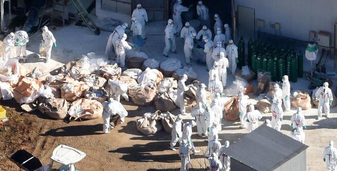 日本扑杀17只万鸡因为禽流感