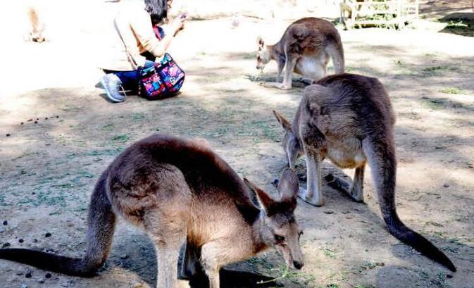 澳大利亚袋鼠被捕杀