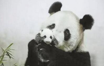  上海野生动物园养死5只熊猫